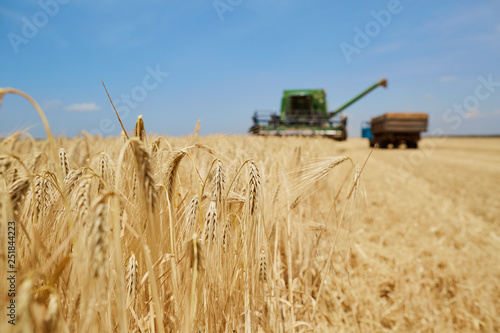 Agricultural harvester working in a wheat field © Studio Romantic