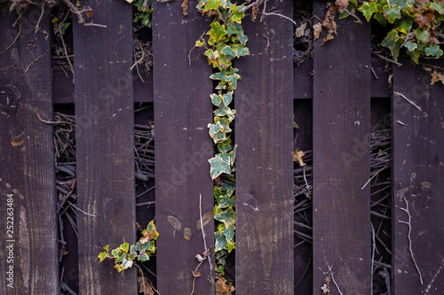 old wooden fence © Mariia