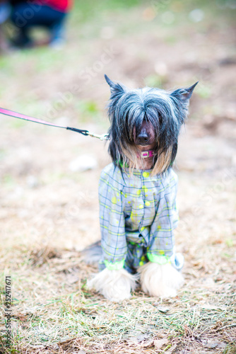 Chinese crested dog in summer © Наталья Новикова