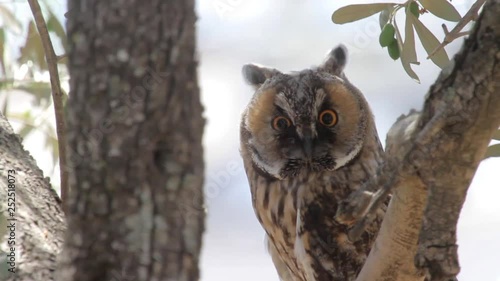 Long eared owl on a tree © ronib1979