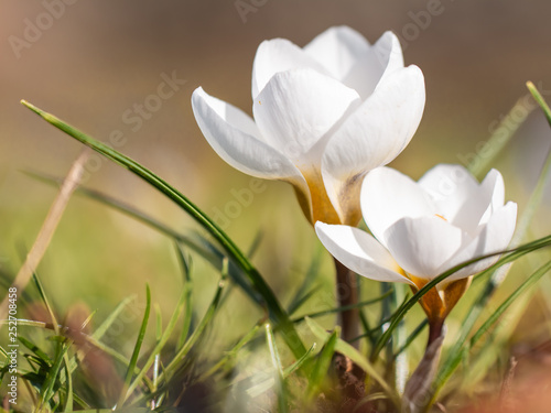 weiße Krokusse als Frühlingsboten © Anja Götz