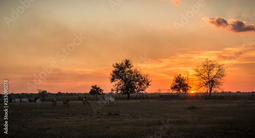Beautiful and dramatic sunset on the plain © DOUGLAS