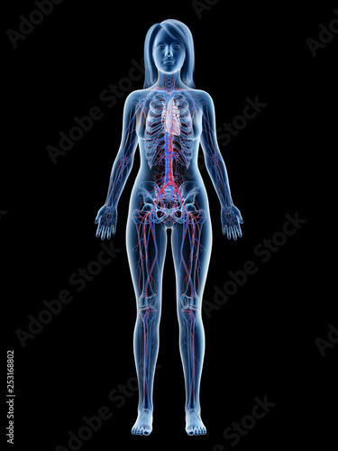 3d rendered medically accurate illustration of a females vascular system © Sebastian Kaulitzki