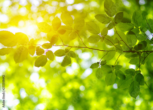 Green leaves on the sun. © Alekss