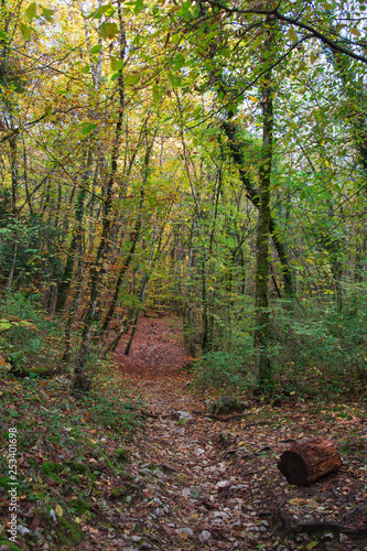 Forêt d'automne © L.Bouvier