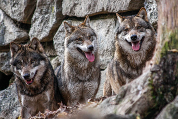 Obraz na płótnie pies opakowanie trzy trio wilk