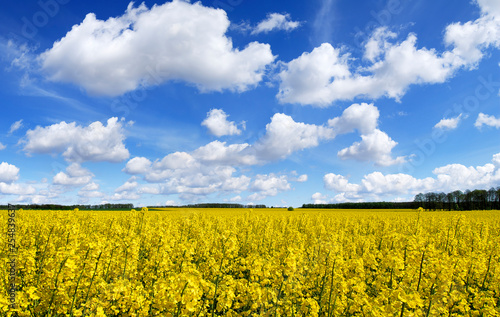 Idyllic landscape, yellow colza fields under the blue sky and wh © Trutta
