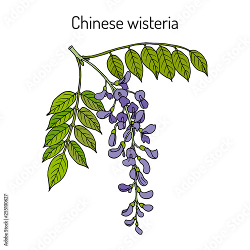 Chinese wisteria Wisteria sinensis , ornamental and medicinal plant © foxyliam