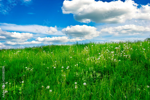 Spring summer green meadow with flowers, cloudy blue sky  © starblue