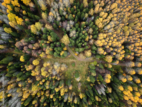 Autumn forest aerial drone view. © grthirteen