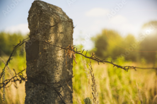 Barbed wire on the natural background. Old prison fence. Dry spikelets of the high grass are growing in the autumn field. Herbs of wheat.