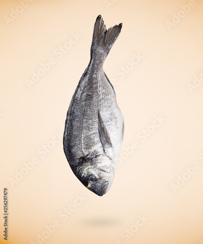 Sea bream (Sparus aurata) fish on beige background. Close-up. © Lukas Gojda