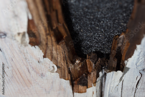 Morsches Holz © Eigens