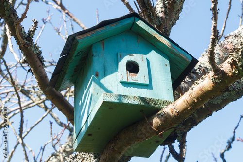 Green birdhouse in a japanese cherry tree during winter © oceane2508