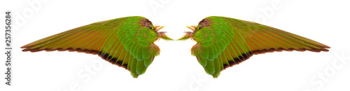 Angel wings on white background