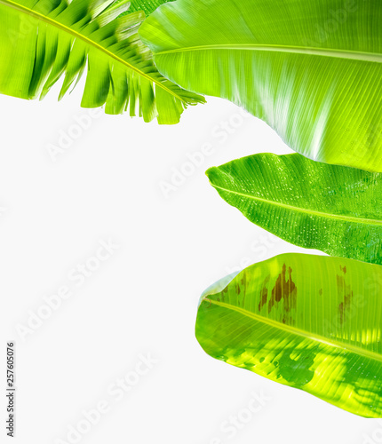Bordure de feuilles de bananier  © Unclesam