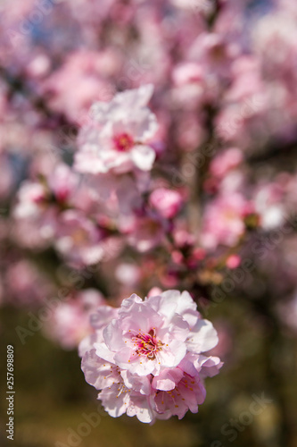 Mandelbaumblüten © Donnerbold