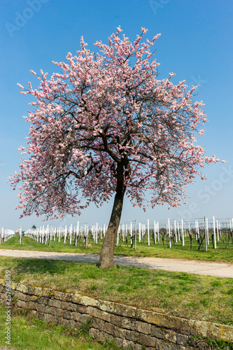Mandelbaumblüte in Gimmeldingen © Donnerbold