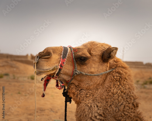 Side portrait of a camel in Sahara Desert (Merzouga), Morocco © Ilias Kouroudis