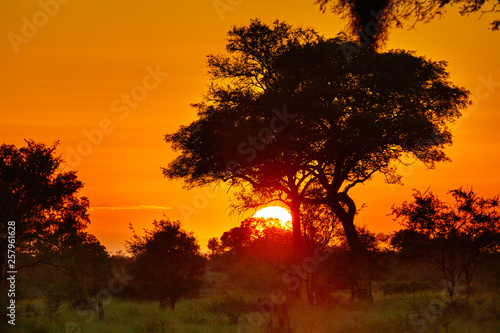 Sunrise at african savannah © Günter Menzl