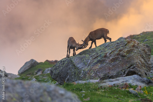 Ibex , Range of Mont Blanc , French Alps © porojnicu