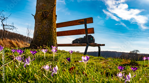 Spring landscape, meadow, flower - A nice resting place, on a bench, overlooking a meadow with flowering crocuses, in the valley near Bortshausen, Marburg, on a sunny day in March. © Copula