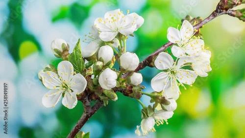 Cherry flowers blossoming in the nature background. Time Lapse video. © volff