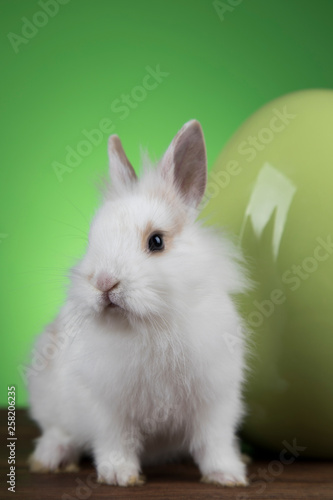 Bunny, rabbit and easter eggs on green background © Sebastian Duda