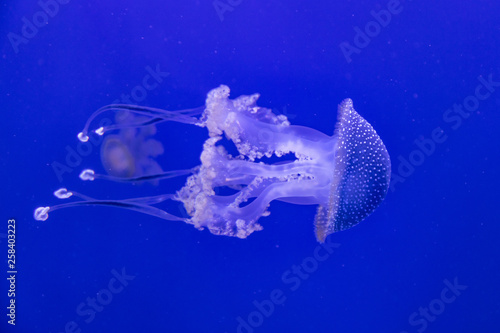 Jellyfish in the water © Warpedgalerie