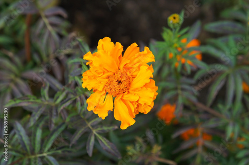 Orange flower of marigold with green foliage close up © skymoon13