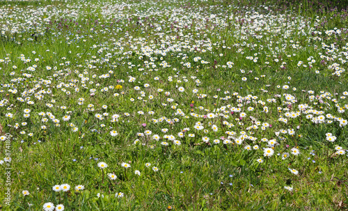 Spring daisy meadow © arkela