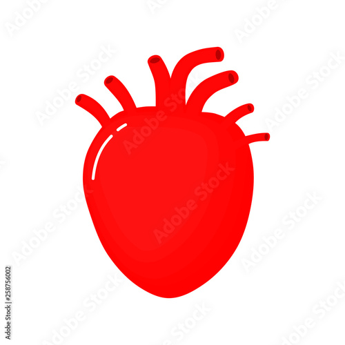 Human heart anatomy icon. flat cartoon style. bright and cute. Isolated on white background. vector illustration.