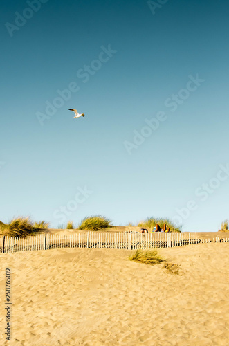 Goéland à la plage de l'Espiguette © Florian Villesèche
