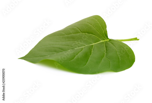Green leaf on white background. © Liliia