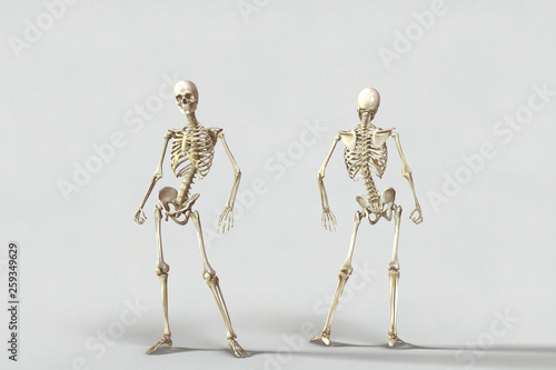 Human skeleton on a background of white paper © Valery