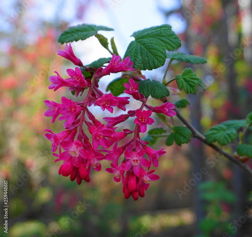 Very popular red-flowering currant branch with flowers and leaves close up.