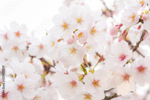 50 素晴らしい壁紙 桜 おしゃれ 最高の花の画像