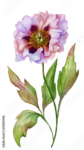 Beautiful Paeonia suffruticosa (Chinese peony) flower on a stem with green leaves. Pink and purple flower isolated on white background. Watercolor painting. © katiko2016