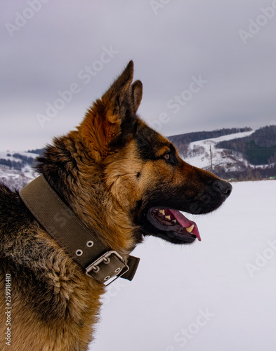 German shepherd in winter in the field