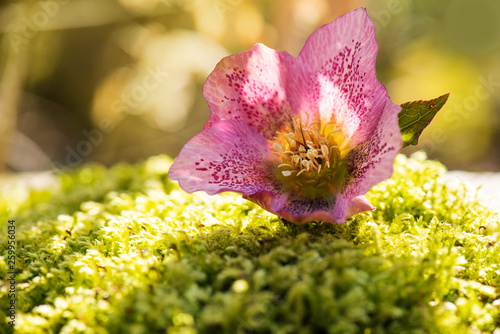 Hellebore blossom on moss background © DoraZett