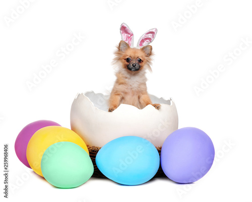 Llittle spitz puppy wearing Easter bunny ears sitting in the giant egg shell against white background © iagodina
