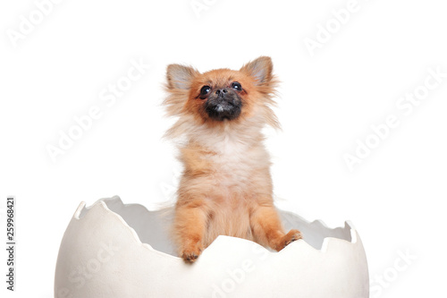 Red spitz puppy in the egg shell looking up to the copy space area © iagodina