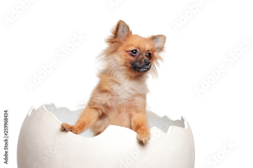 Spitz puppy sitting in the Easter egg looking to the side © iagodina