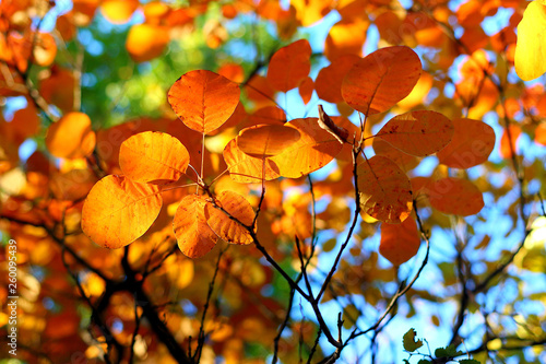 Bright autumn orange leaves on a branch in the forest against the blue sky © watcherfox