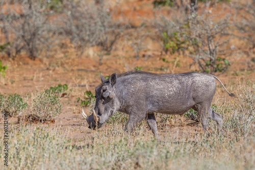 one warthog (phacochoerus aethiopicus) walking in dry grassland © Pascal Halder