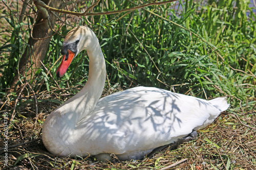 Swan on a nest © Jenny Thompson