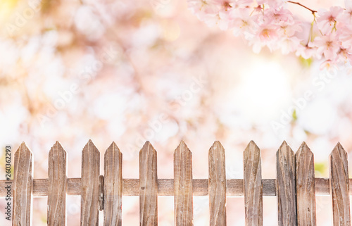 zaun hintergrund frühling kirschblüte © drubig-photo