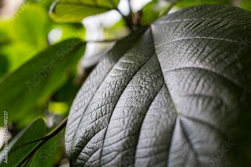 closeup of green leaf © Lana Strode