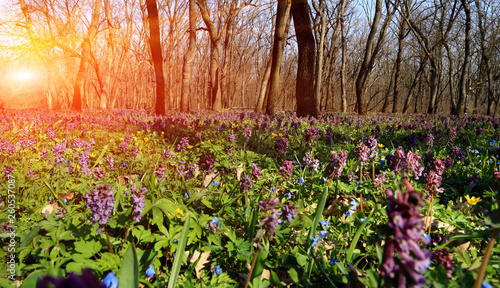 sunshine over flower meadow © Pavel Klimenko