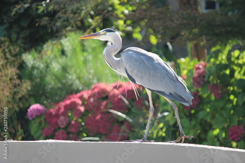 Gray heron on the edge of a bridge in close-up.